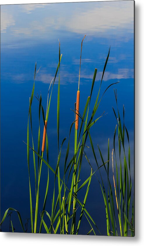 Green Metal Print featuring the photograph Cattails at Overholster by Doug Long