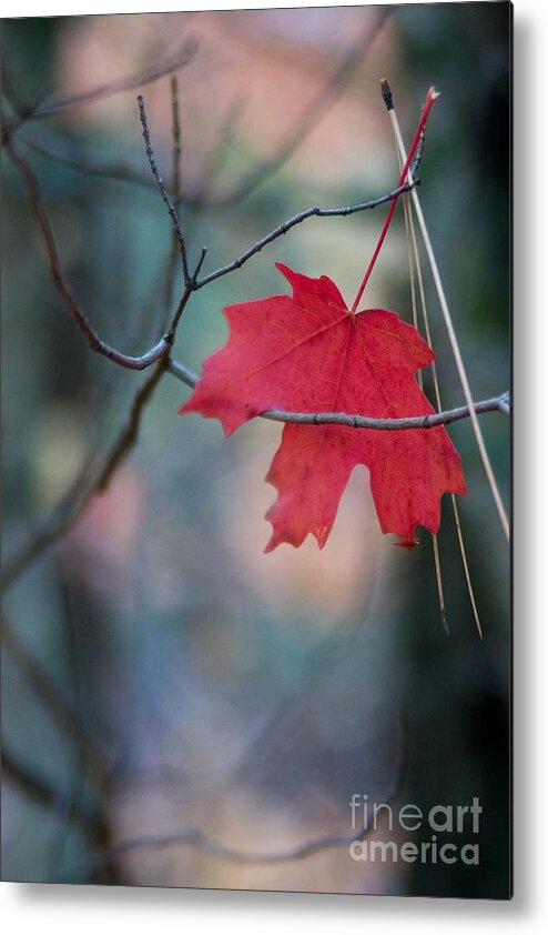 Oak Leaf Metal Print featuring the photograph Caught by Ron Chilston