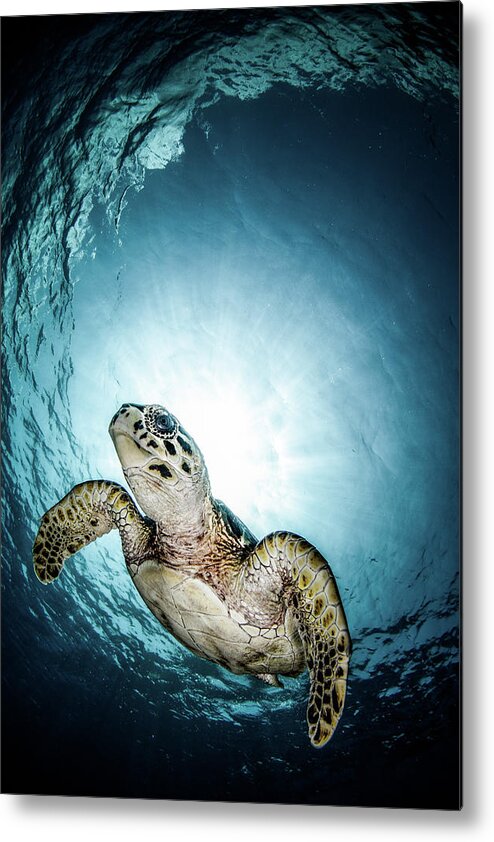 Underwater Metal Print featuring the photograph Cayman Sun Ball Turtle by Tom Meyer