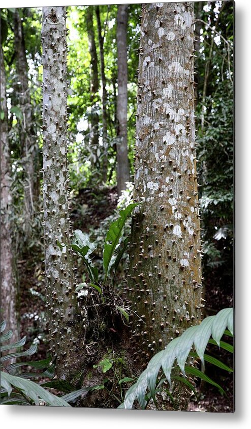 Ceiba Metal Print featuring the photograph Ceiba Trees by Chris Dawe/science Photo Library