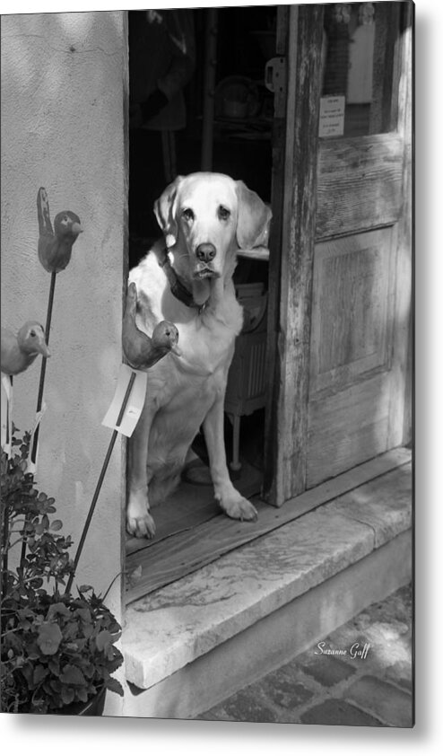 Dog Metal Print featuring the photograph Charleston Shop Dog in Black and White by Suzanne Gaff