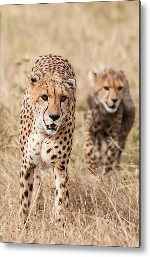 Kenya Metal Print featuring the photograph Cheetah And Cub by Ken Petch