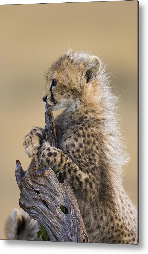 Suzi Eszterhas Metal Print featuring the photograph Cheetah Cub Maasai Mara Reserve by Suzi Eszterhas