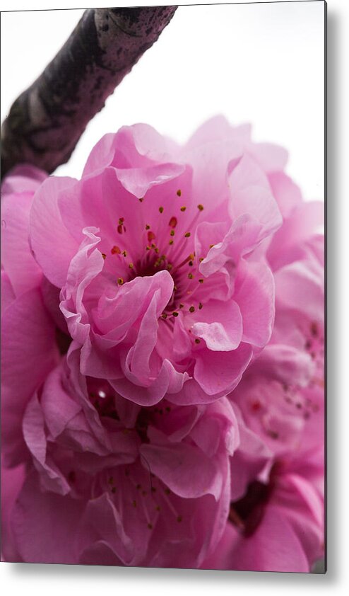 Bellingham Metal Print featuring the photograph Cherry Blossom by Judy Wright Lott