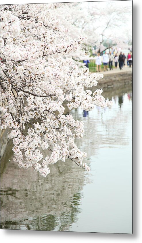 America Metal Print featuring the photograph Cherry Blossoms - Washington DC - 0113104 by DC Photographer