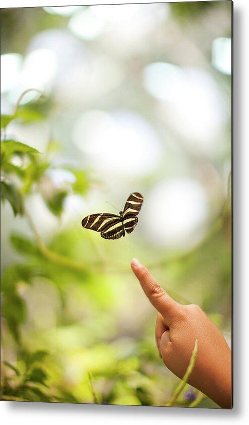 Petaluma Metal Print featuring the photograph Child Points To Butterfly by Ae Pictures Inc.