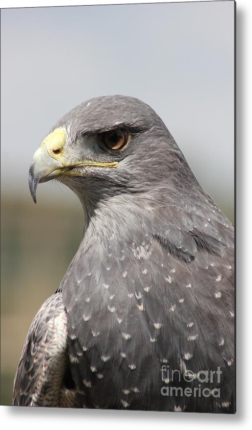 Chilean Metal Print featuring the photograph Chilean Eagle by Vicki Spindler