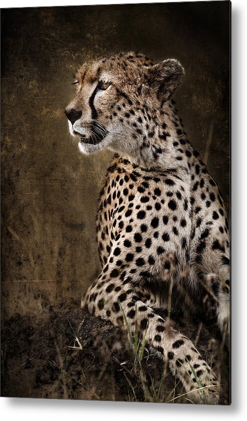 Africa Metal Print featuring the photograph Chill Cheetah by Mike Gaudaur
