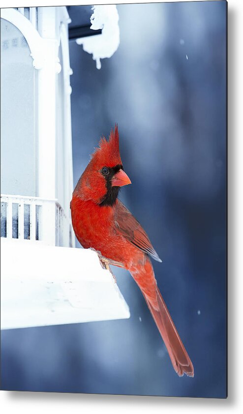 Cardinal Metal Print featuring the photograph Chilly Cardinal Blues by Bill and Linda Tiepelman