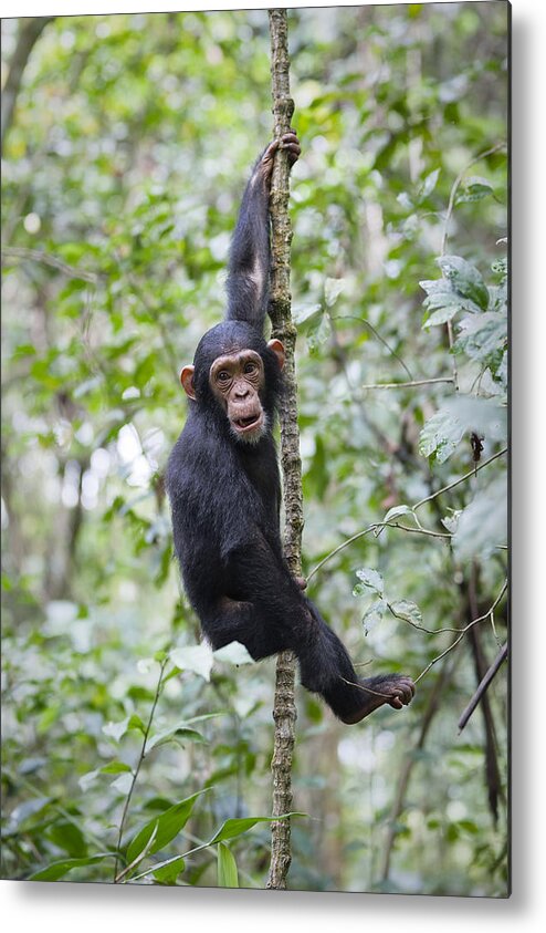 Feb0514 Metal Print featuring the photograph Chimpanzee Juvenile Climbing Tanzania by Konrad Wothe