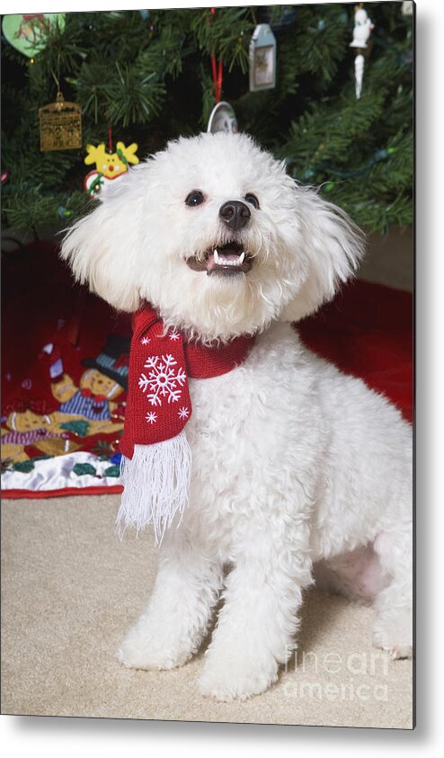 White Metal Print featuring the photograph Christmas Bichon Frise by Diane Macdonald