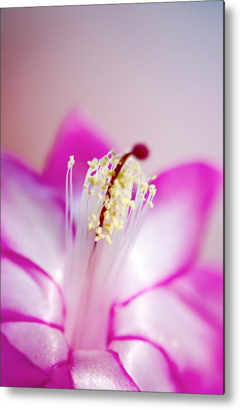 Schlumbergera Sp. Metal Print featuring the photograph Christmas Cactus (schlumbergera Sp.) by Power And Syred