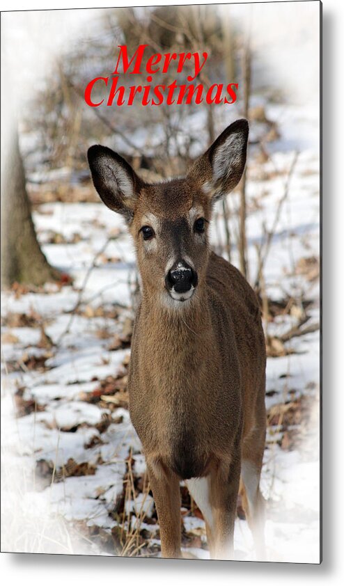 White Tail Deer Metal Print featuring the photograph Christmas Deer by Lorna Rose Marie Mills DBA Lorna Rogers Photography