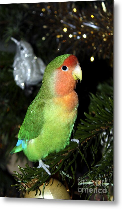 Bird Metal Print featuring the photograph Christmas Pickle by Terri Waters