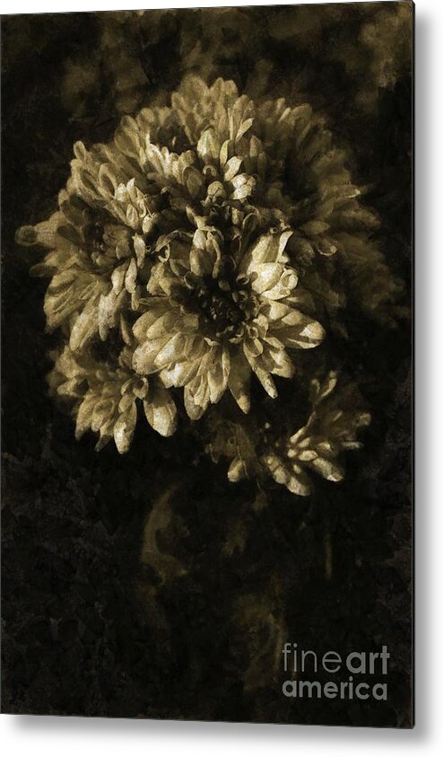 Chrysanthemum Metal Print featuring the photograph Chrysanthemum by Dariusz Gudowicz