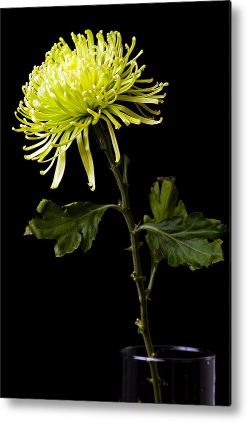 Green Metal Print featuring the photograph Chrysanthemum by Sennie Pierson