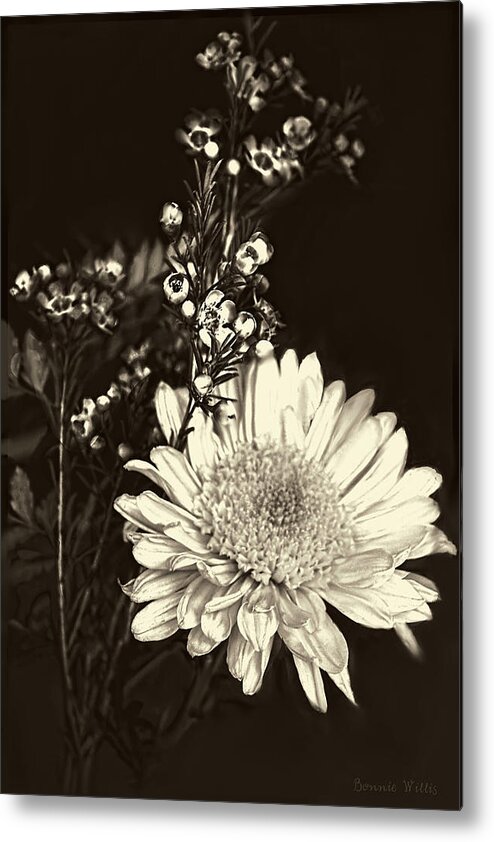 Chrysanthemum Metal Print featuring the photograph Chrysanthimum by Bonnie Willis