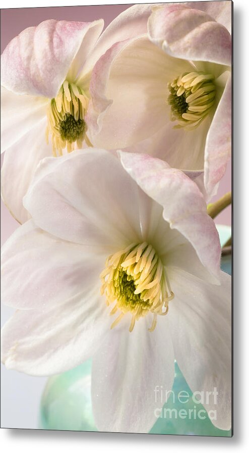 Clematis Metal Print featuring the photograph Clematis Flowers 2 by Jan Bickerton