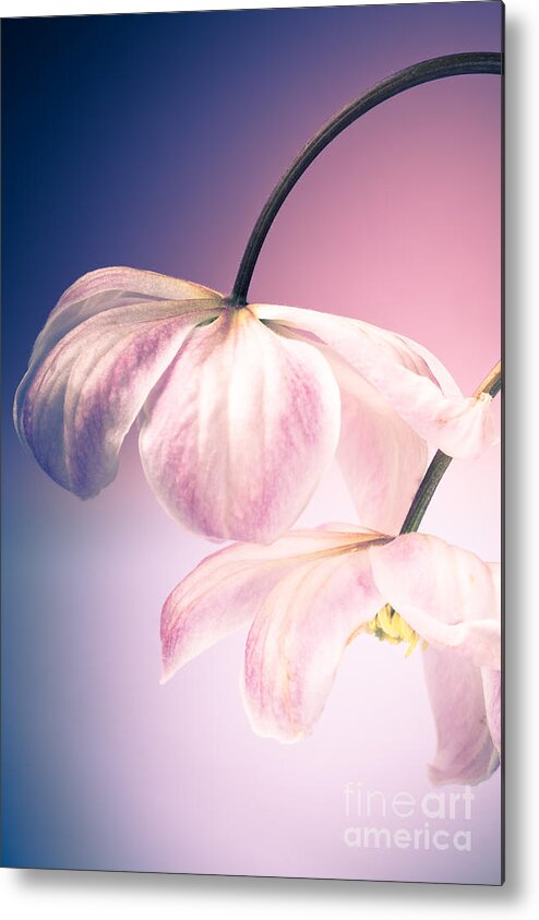 Clematis Metal Print featuring the photograph Clematis Flowers 3 by Jan Bickerton