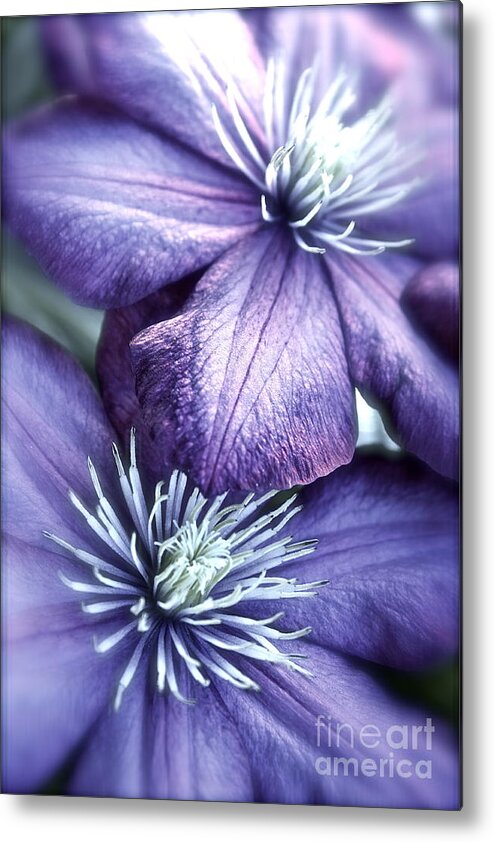 Clematis Metal Print featuring the photograph Clematis by Linda Bianic