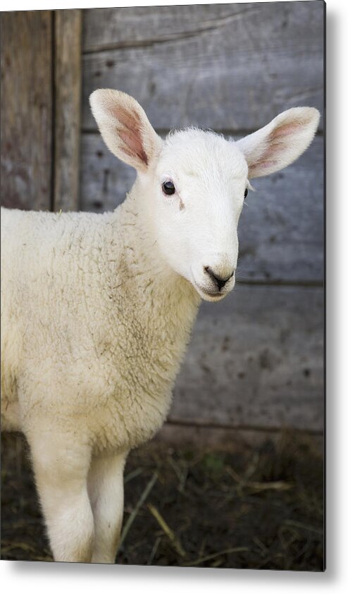 Outdoors Metal Print featuring the photograph Close Up Of A Baby Lamb by Michael Interisano