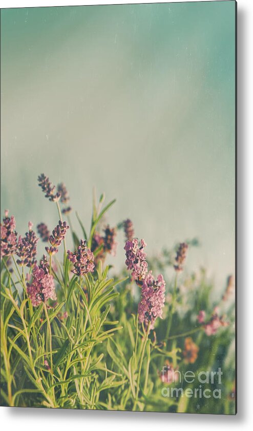 Lavender Metal Print featuring the photograph Closeup of lavender flowers with vintage color by Sandra Cunningham