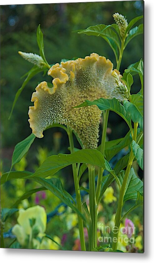 Celosia Metal Print featuring the photograph Cockscomb by Joseph Yarbrough