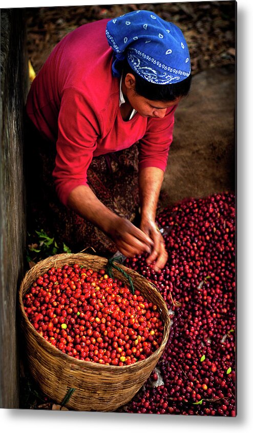 Working Metal Print featuring the photograph Coffee Picker, El Salvador by John Coletti