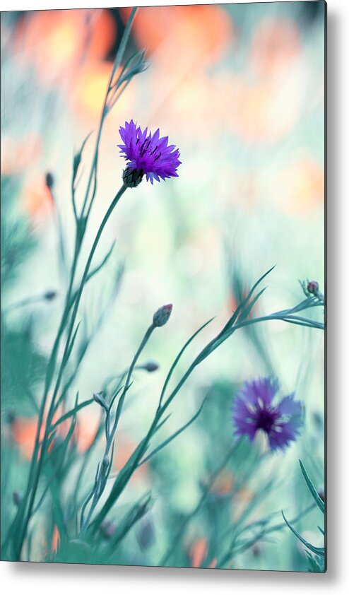Garden Metal Print featuring the photograph Colors Game 2 by Fabien Bravin