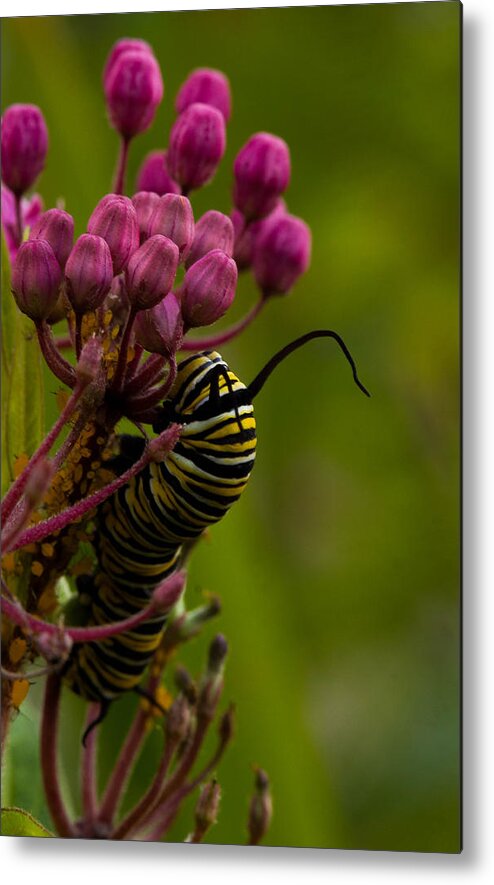 Caterpillar Metal Print featuring the photograph Colors by Haren Images- Kriss Haren