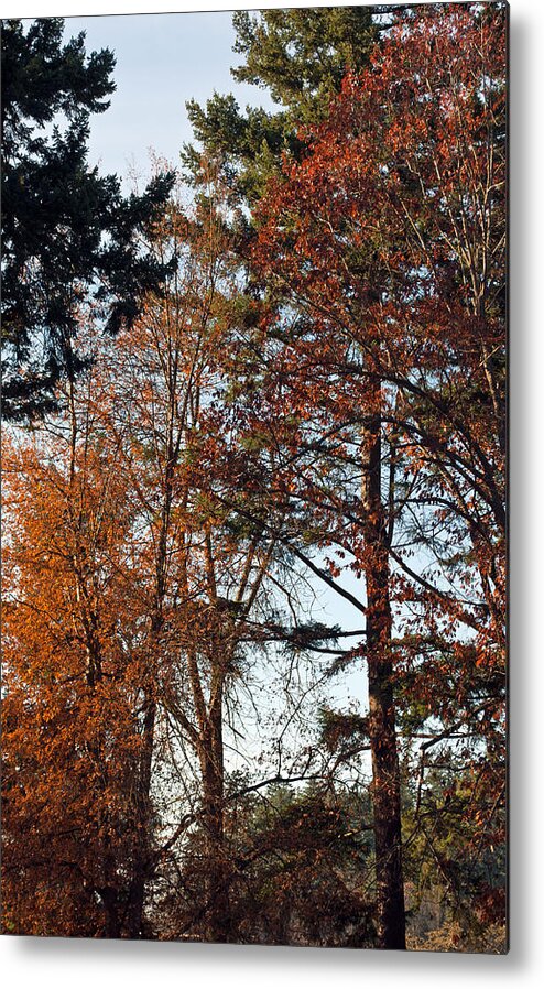 Trees Metal Print featuring the photograph Colors of Autumn by Tikvah's Hope