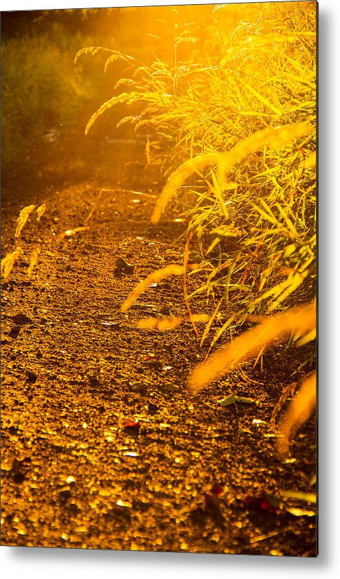 Joys Of Summer Metal Print featuring the photograph Colors of summer by Kunal Mehra