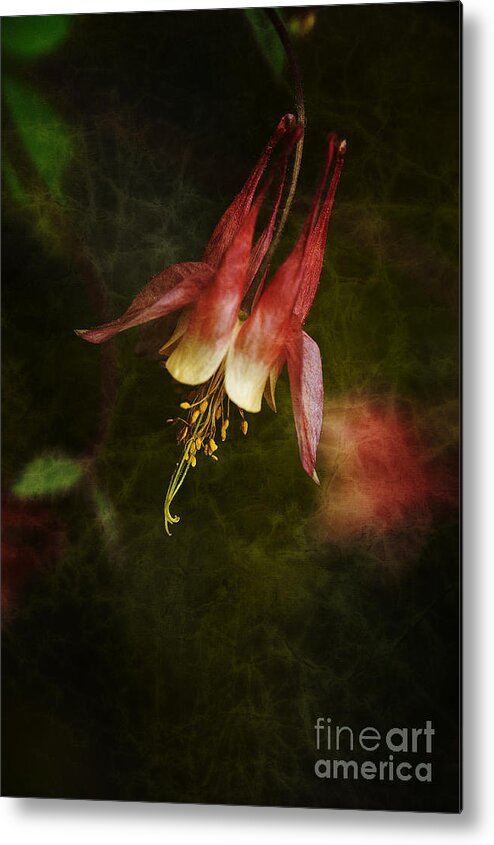 Flower Metal Print featuring the photograph Columbine by Lee Craig