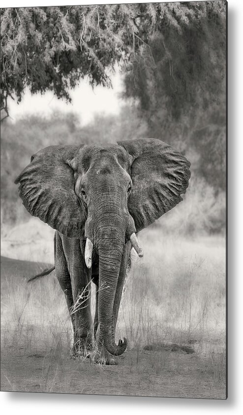Elephant Metal Print featuring the photograph Coming ... by Alessandro Catta