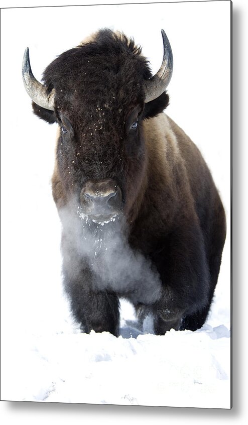 Bison Metal Print featuring the photograph Coming Through by Deby Dixon