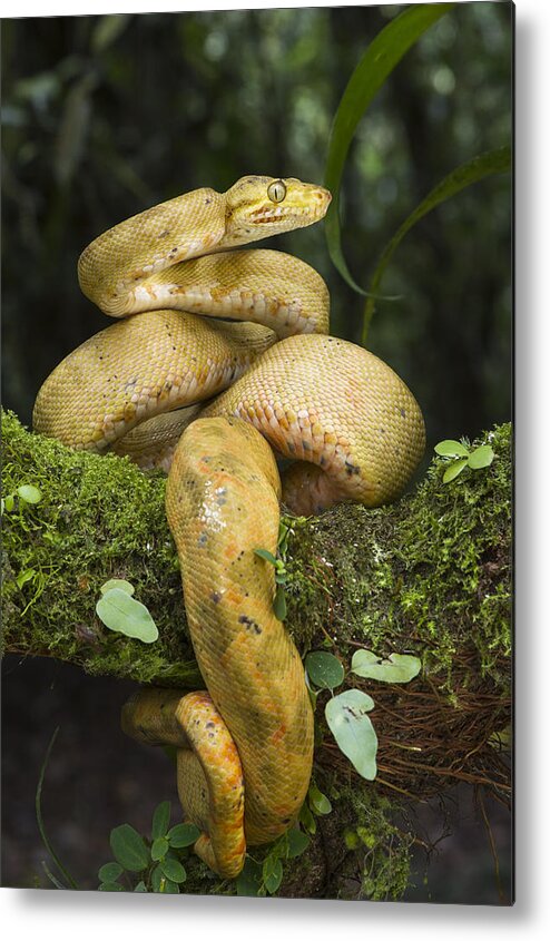 Pete Oxford Metal Print featuring the photograph Common Tree Boa -yellow Morph by Pete Oxford