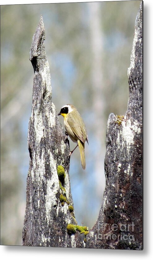 Bird Metal Print featuring the photograph Common Yellowthroat by Gayle Swigart