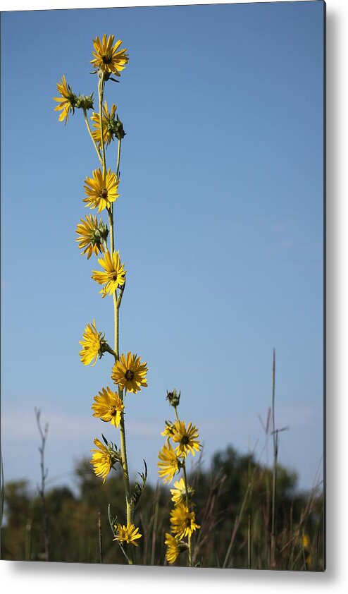 Washington Township Metal Print featuring the photograph Compass Flower No. 1 by Guerrin Lyons