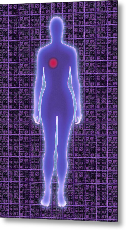 Circulatory System Metal Print featuring the photograph Computer Generated Image Of A Woman by Robert S. Winter