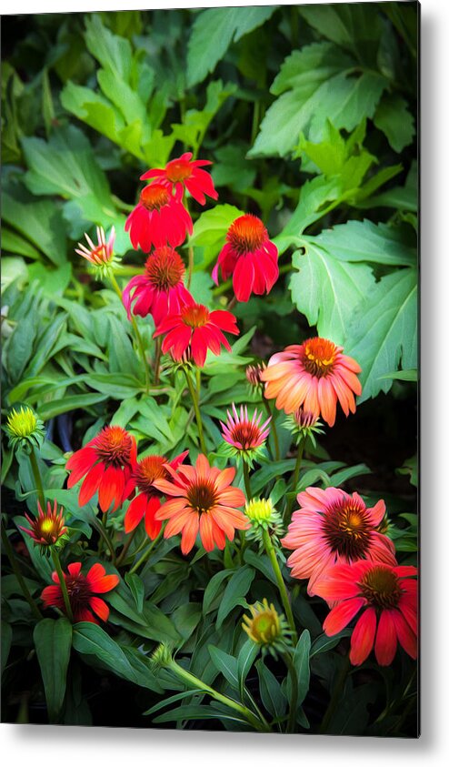 Echinacea Metal Print featuring the photograph ConeFlowers Echinacea Rudbeckia by Rich Franco