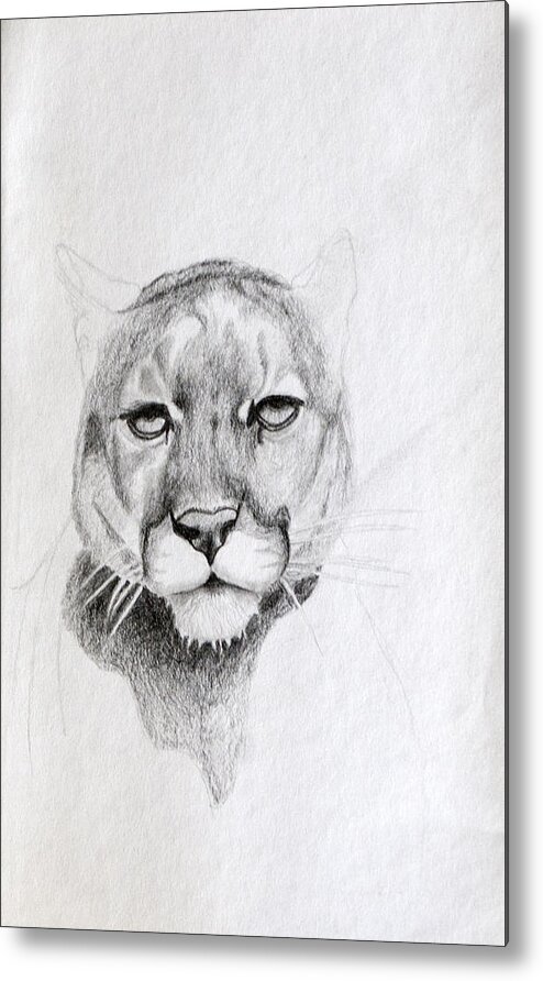 Cougar Metal Print featuring the drawing Cougar by Wade Clark