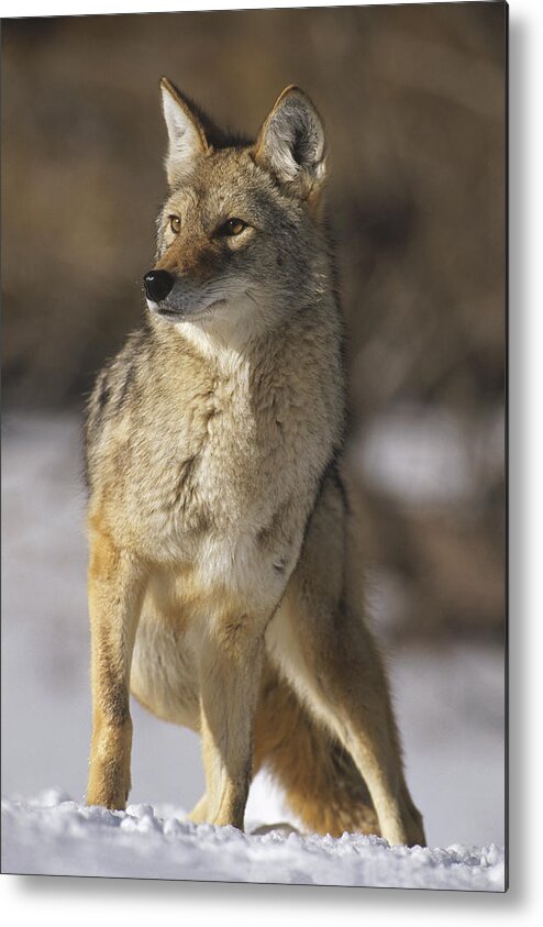 Feb0514 Metal Print featuring the photograph Coyote Portrait In Winter Colorado by Konrad Wothe