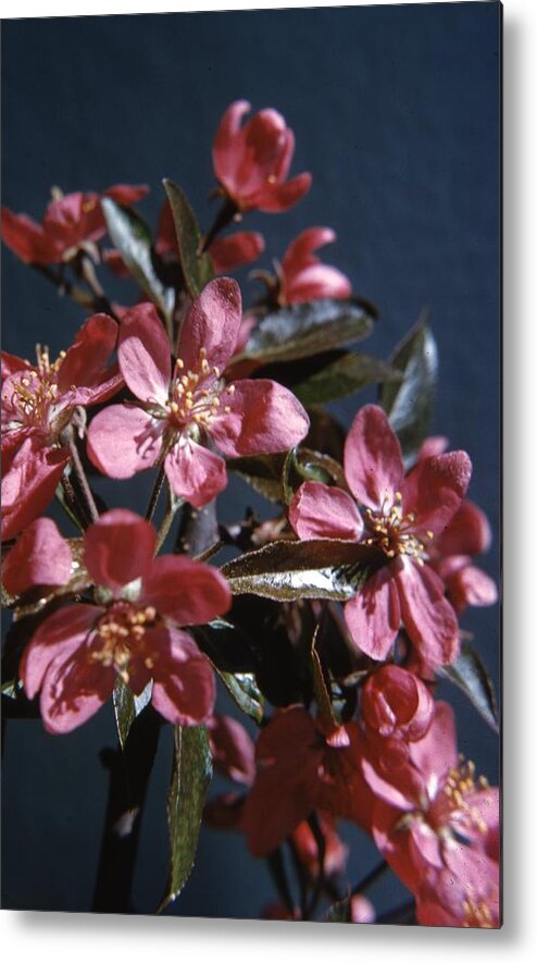 Retro Images Archive Metal Print featuring the photograph Crab Apple by Retro Images Archive