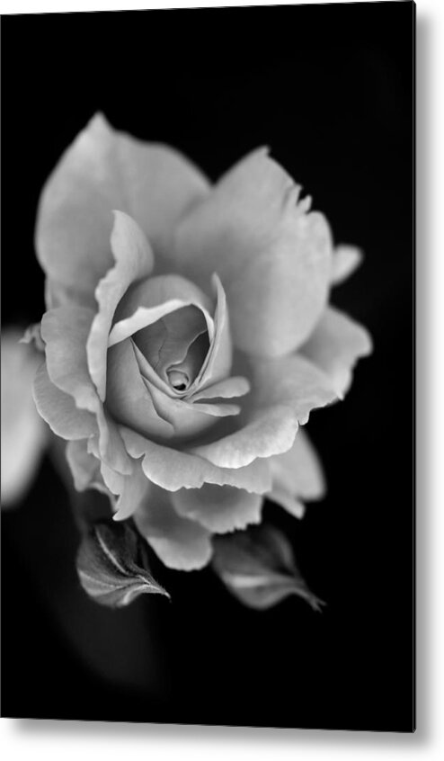 Rose Metal Print featuring the photograph Creatively colorless by Teri Schuster