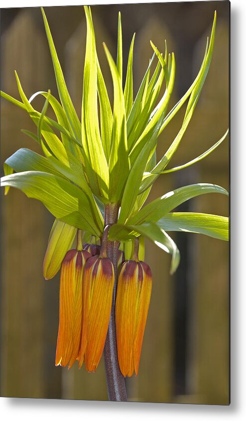 Crown Imperial Metal Print featuring the photograph Crown imperial Fritillaria imperialis Flower by Matthias Hauser