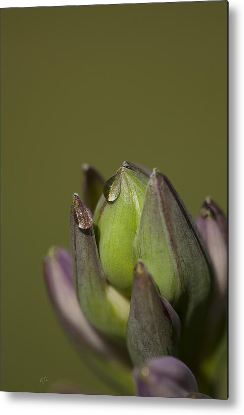 Flowers Metal Print featuring the photograph Crying Hostas by Karol Livote