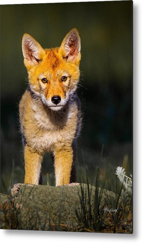 Coyote Metal Print featuring the photograph Curious Coyote Pup by Fred J Lord