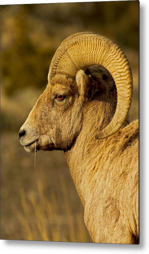 Sheep Metal Print featuring the photograph Curly by Jack Milchanowski