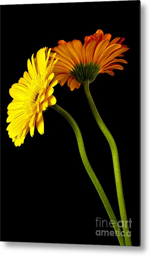 Daisy Metal Print featuring the photograph Curvaceous Daisies by Pattie Calfy