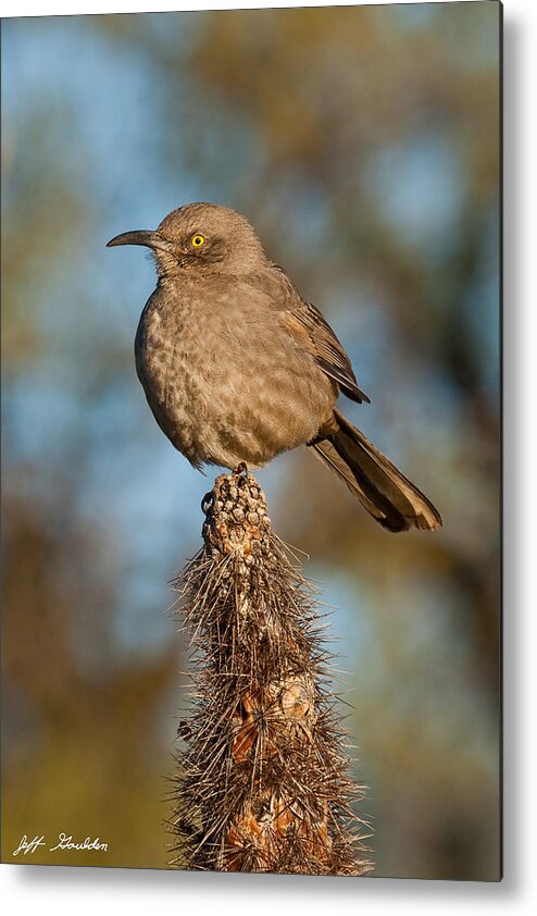 Animal Metal Print featuring the photograph Curve-Billed Thrasher on a Cactus by Jeff Goulden